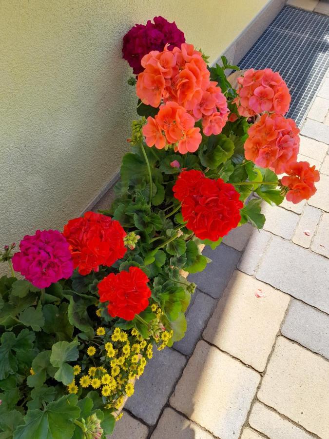 Agritur Belsogno B&B Brez Zewnętrze zdjęcie